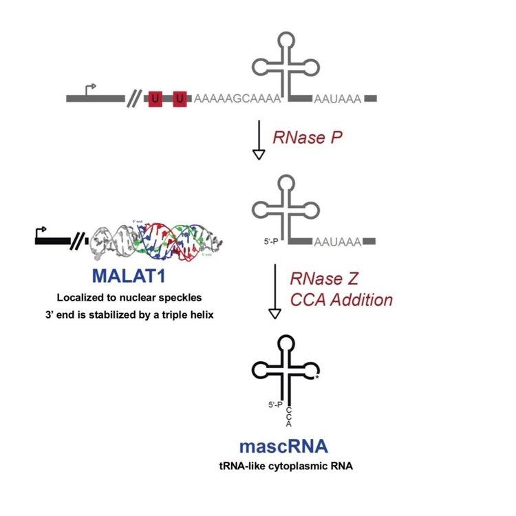 Wiljusz Lab Research Figure 4 Figure 4. Non-canonical 3’ end processing of MALAT1