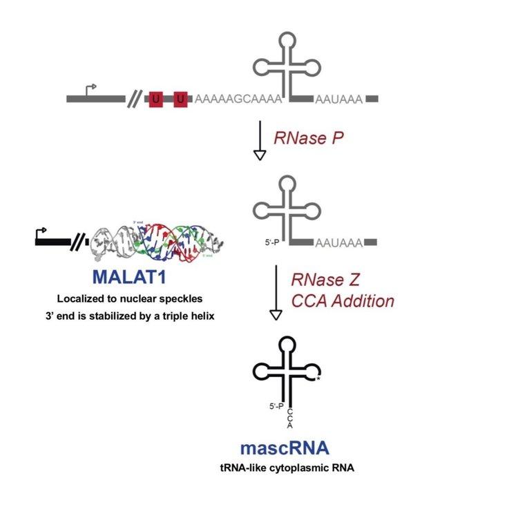 Figure 4. Non-canonical 3’ end processing of MALAT1