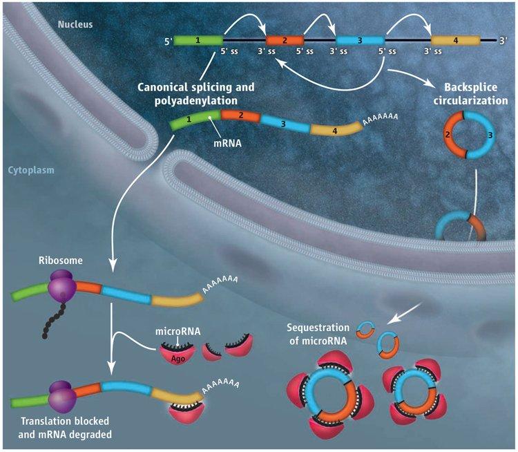 Figure 1. Backsplicing produces circular RNAs From Wilusz and Sharp (2013) Science 340: 440-441.