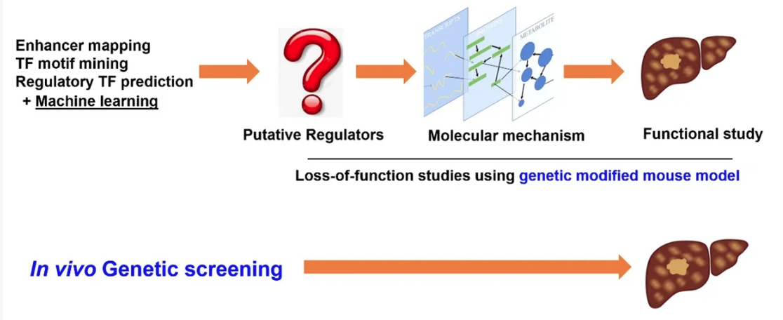 Fundamental Epigenetics and in vitro CRISPR screen for gene that control fat liver diseases and liver cancer.