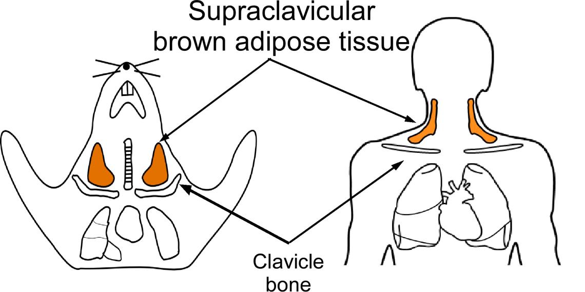 Illustration of supraclavicular brown fat in mouse and human.