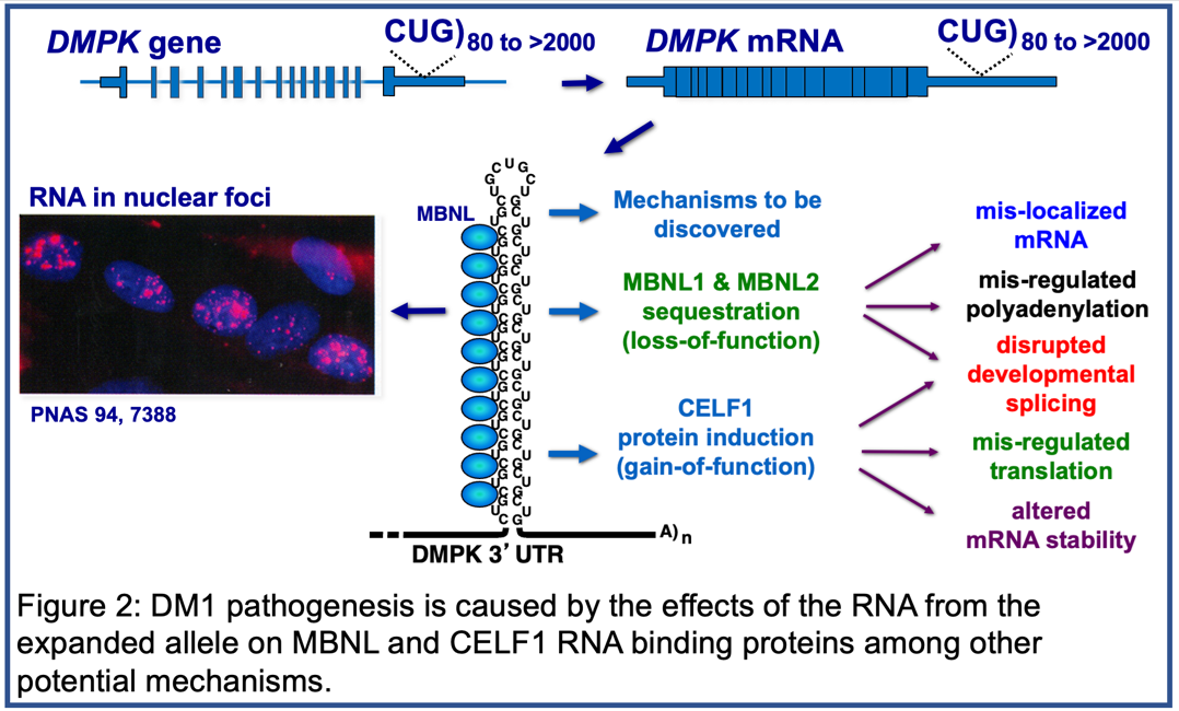 DM1 pathogenesis is caused by the effects of the RNA from the expanded allele on MBNL and CELF1 RNA binding proteins among other potential mechanisms. 