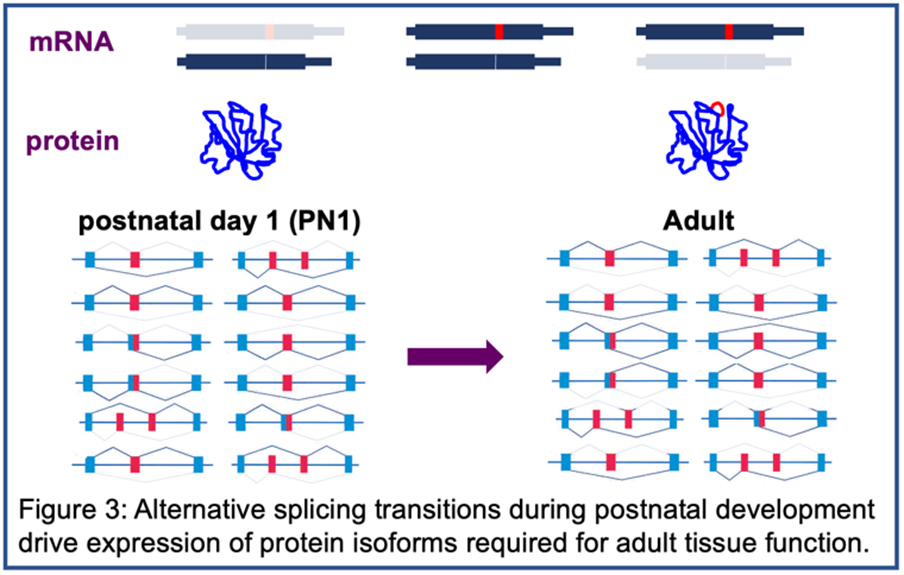 Alternative splicing transitions during postnatal development drive expression of protein isoforms required for adult tissue function. 