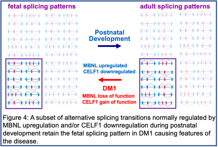 A subset of alternative splicing transitions normally regulated by MBNL upregulation and/or CELF1 downregulation during postnatal development retain the fetal splicing pattern in DM1 causing features of the disease.