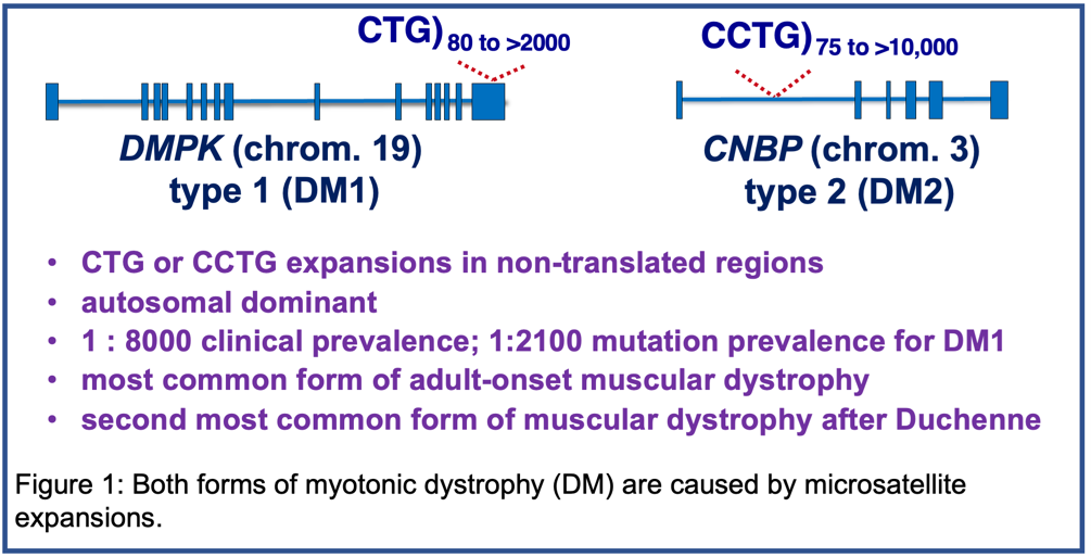 Both forms of myotonic dystrophy (DM) are caused by microsatellite expansions.
