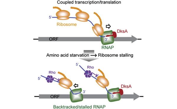 Photo of Coupled Transcription