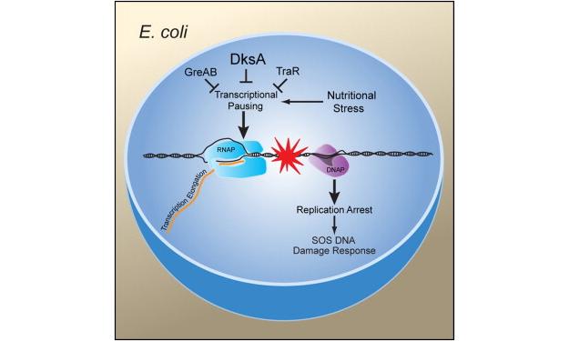 Photo of E-Coli for the Herman Lab