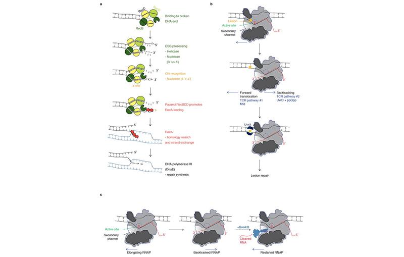 Model from Sivaramakrishnan et al. 2017. A model for backtracked RNA polymerase in triggering a RecBCD allosteric switch, favoring recombination.