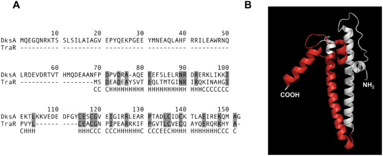 Multiple sequence alignment of F plasmid traR against E. coli dksA showing a large degree of sequence homology. An accompanying figure shows a structure of traR that is very similar to dksA and other secondary channel interactors.