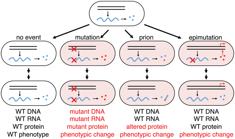 Graphical representation of the effects of errors at different stages of information transfer. No error leads to functional protein. Errors in the protein lead to single disfunctional proteins. Errors in the mRNA lead to a burst of many disfunctional proteins. Errors in DNA lead to a permanent population of disfunctional proteins.