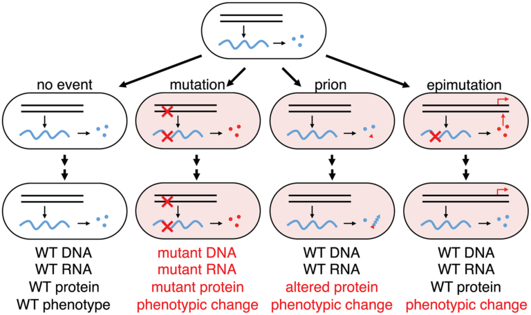 : Graphical representation of the effects of errors at different stages of information transfer. No error leads to functional protein. Errors in the protein lead to single disfunctional proteins. Errors in the mRNA lead to a burst of many disfunctional proteins. Errors in DNA lead to a permanent population of disfunctional proteins.