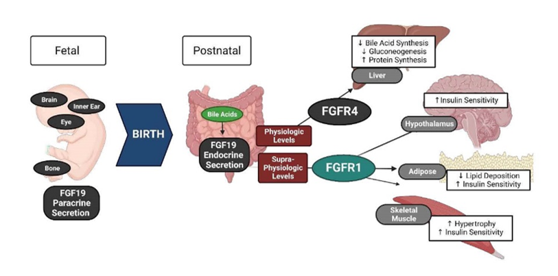 Illustration of Biology of Fibroblast Growth Factor 19