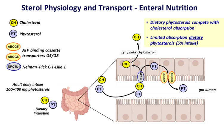 Illustration of Parenteral Nutrition and Cholestatic Liver Disease
