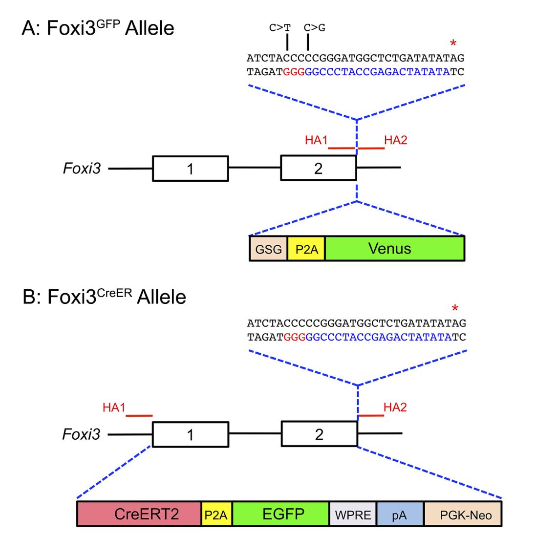 Foxi3-GFP and CreER mice