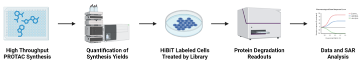The library synthesis yields are measured using LC-MS/MS. The crude PROTAC library is then directly applied to cells expressing the HiBiT-tagged protein of interest, bypassing purification. Protein levels are monitored through changes in bioluminescence signals