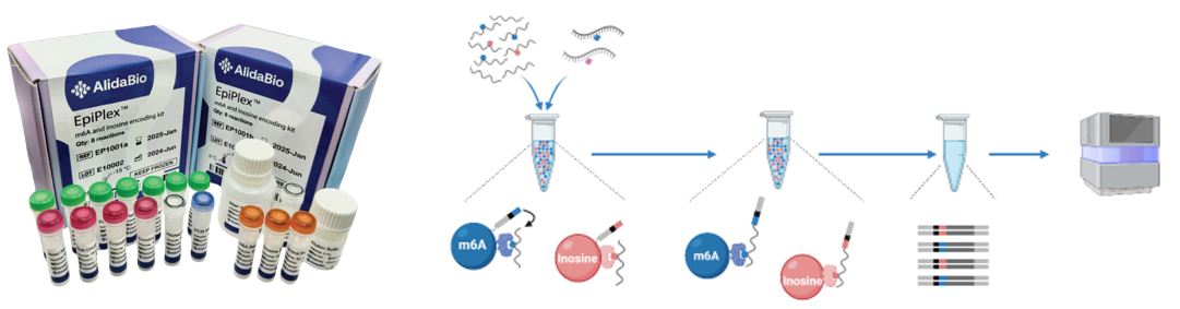 Multiplexed RNA modification sequencing 