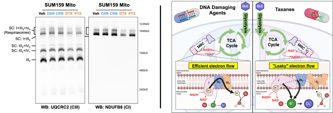 image of mitochondrial respiratory chain (MRC) is comprised of four multi-subunit complexes 