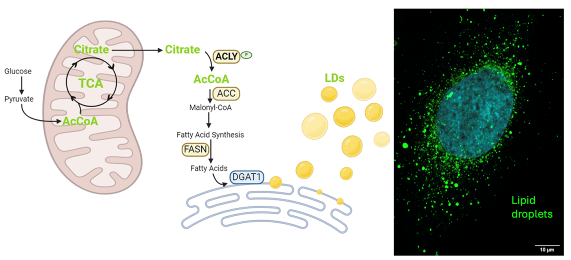 image showing TNBC cells that survive chemotherapy 