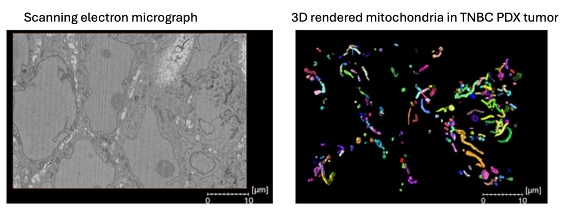 image showing Mitochondrial structure dynamics regulated by mitochondrial fusion and fission