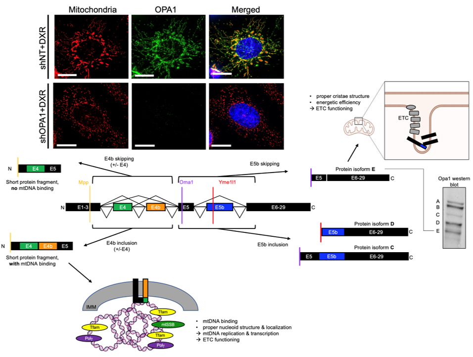 image showing mitochondrial respiratory chain (MRC) complexes 