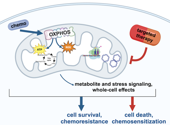 image showing Preclinical Drug Development of mitochondrial-targeted therapies 