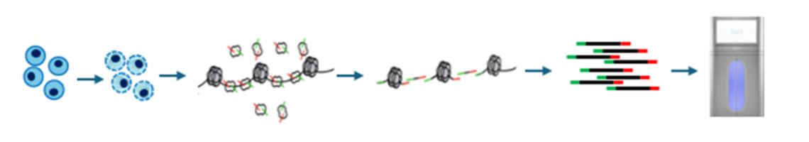 ATAC-seq workflow