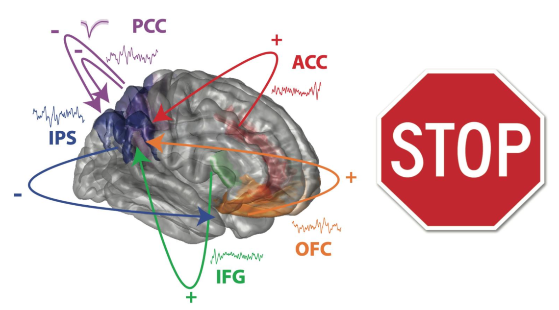 image of a brain and a stop sign showing cognitive control