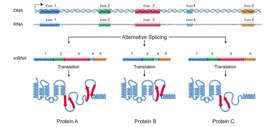 Alternative splicing allows cells to make many different proteins with a limited number of genes.