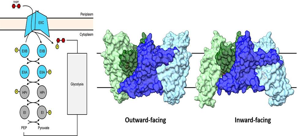 The phosphotransferase system from Ming Zhou Lab