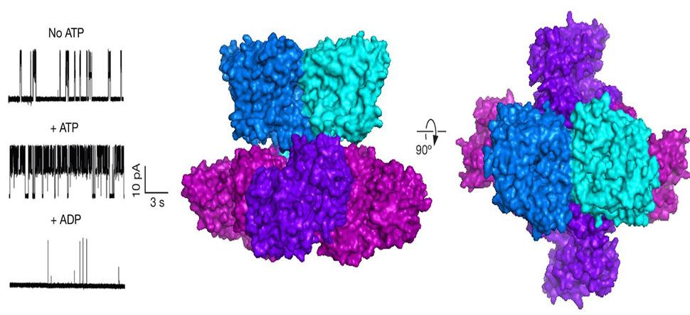 TrkH is an ion channel in bacteria and it is required for bacteria growth from Ming Zhou