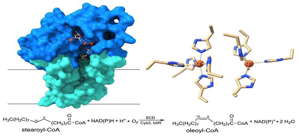 A novel diiron center in stearoyl-CoA desaturase (SCD) from Ming Zhou