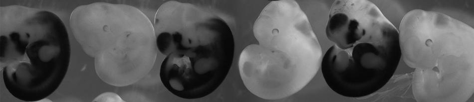 mouse embryos - Ray Russell lab