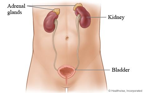 Adrenal glands