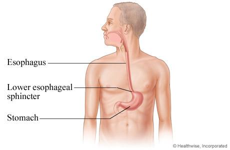 Diagram of the Esophagus