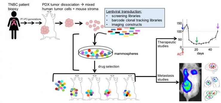 patient-derived xenografts (PDX) models of TNBC, tractable experimental models of minimally manipulated human tumor specimens