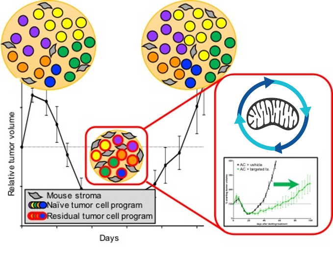 Investigating chemotherapy resistance in TNBC: Tumor cell plasticity, metabolic evolution, and tumor-stroma relationships