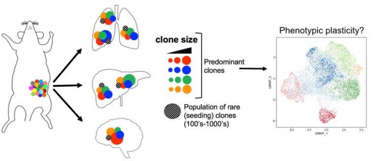 Evolution of multi-organ metastases in TNBC: Selection of genomic lineages & phenotypic plasticity