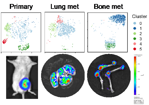 Clonal tracking & single-cell analysis of multi-organ metastases to investigate phenotypic and metabolic plasticity