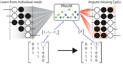 Illustration of the imputation method PReLIM