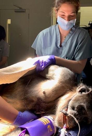 Chief resident Dr. Sabbagh assisted Houston Zoo veterinary staff and Dr. Swaim with reproductive exams for the zoo's endangered great apes such as this anesthetized chimpanzee, Kira.
