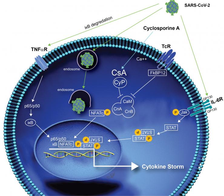 Cyclosporine COVID pathway