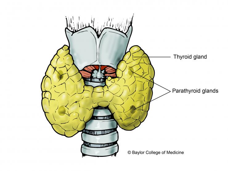 parathyroid illustration