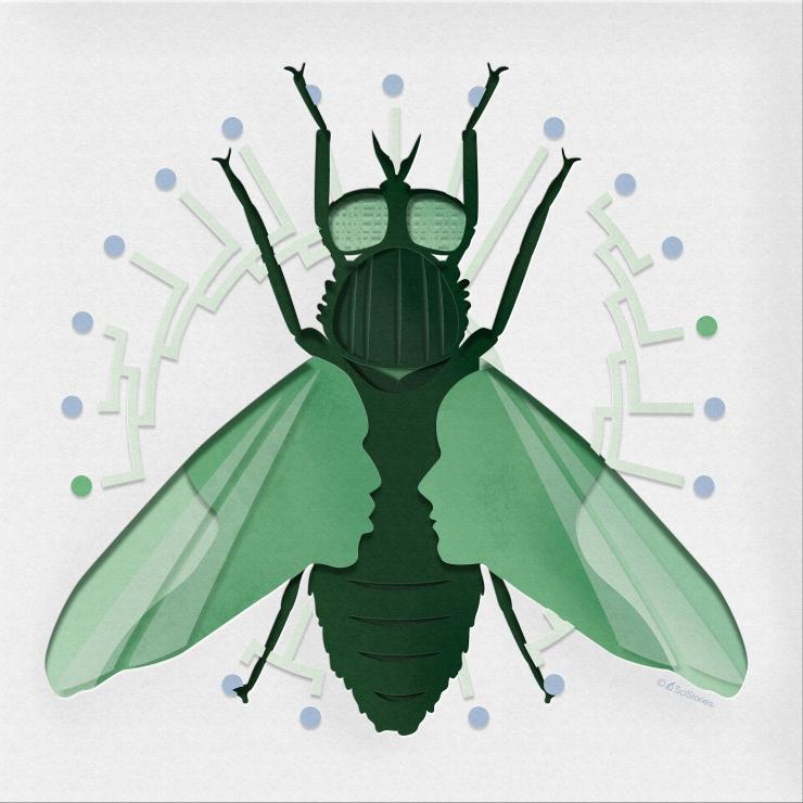 This work stemmed from a discussion of an optical illusion that was create in the Hoencamp et al. manuscript where, by disrupting condensin II protein, researchers create human cells that resemble those of a fruit fly