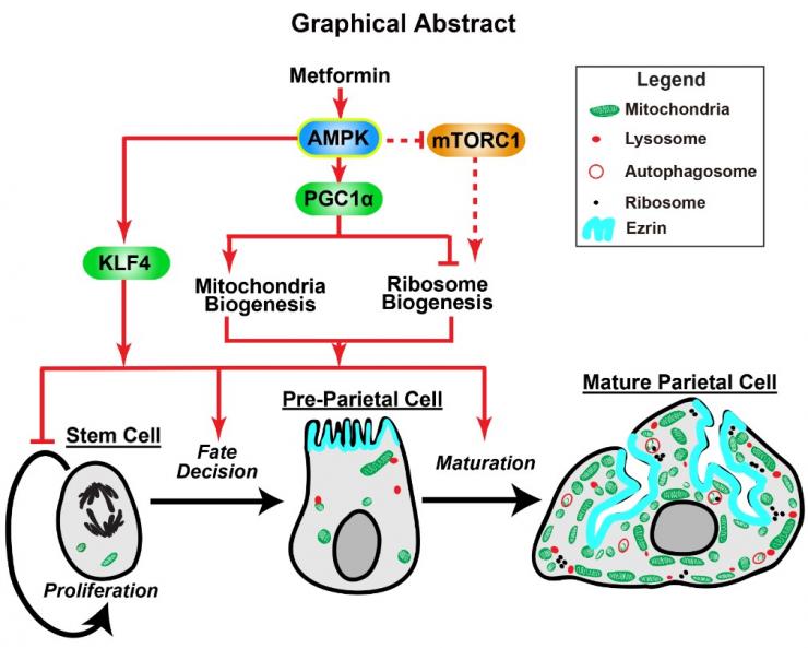 Stem Cells and Metabolism