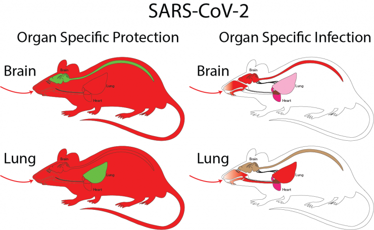 SARS-CoV-2