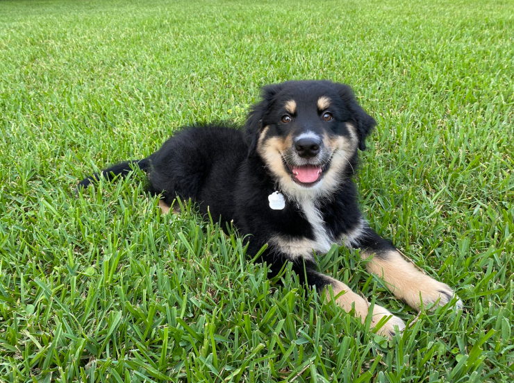 PAL of the month archie