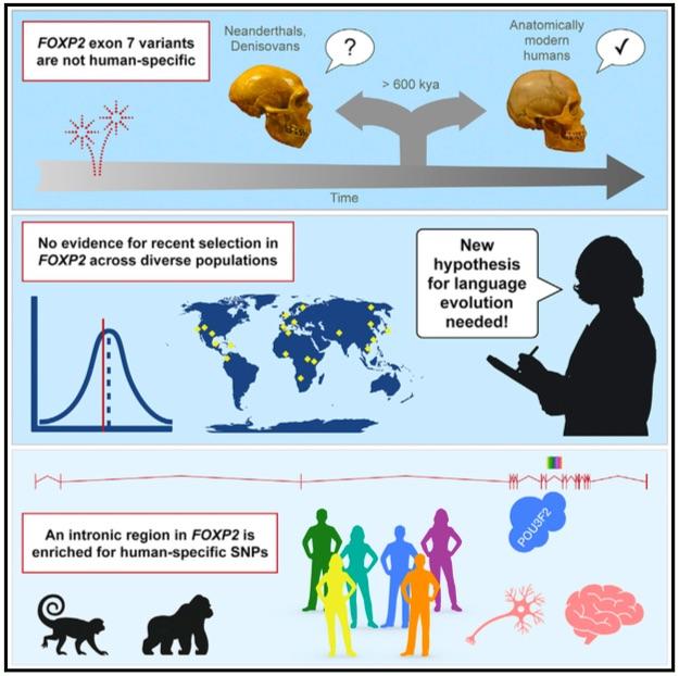 Atkinson Lab Projects