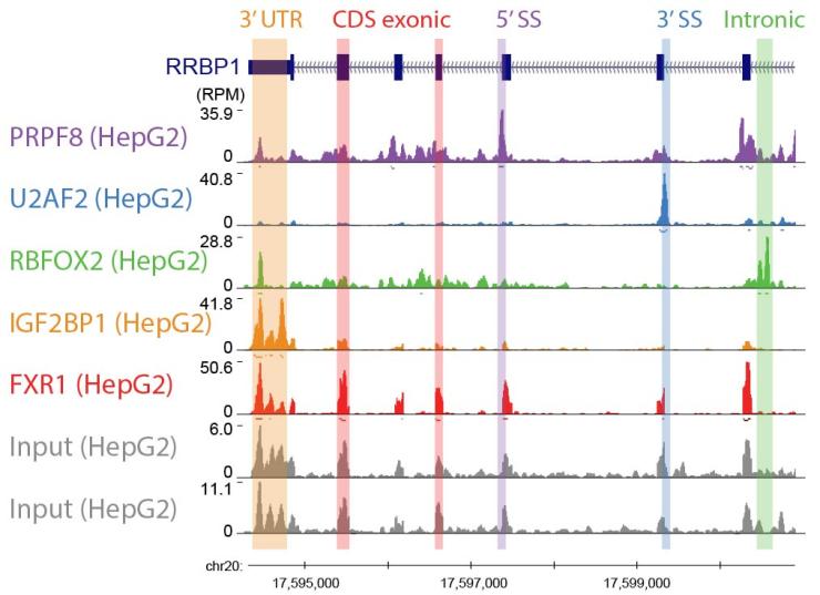 An illustration of large-scale maps of RNA regulatory networks Large-scale maps of RNA regulatory networks