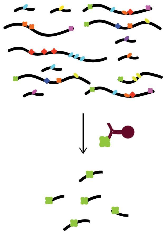 Methods to explore RNA processing