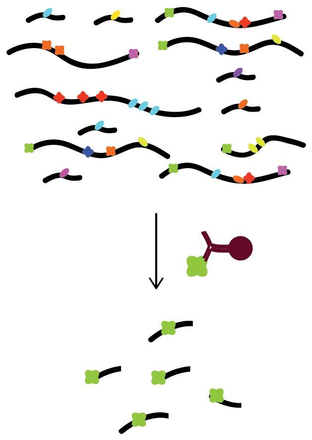 An illustration of methods to explore RNA processing Methods to explore RNA processing
